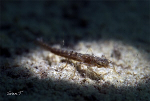 Odonata early morning dive, selective light. by Sven Tramaux 